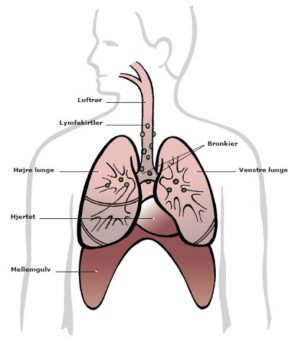 Hvad gør lungerne